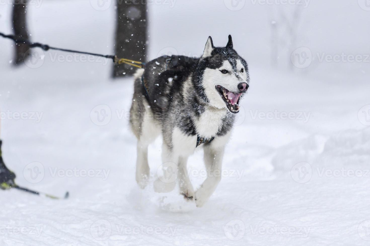 Husky sled dog running photo