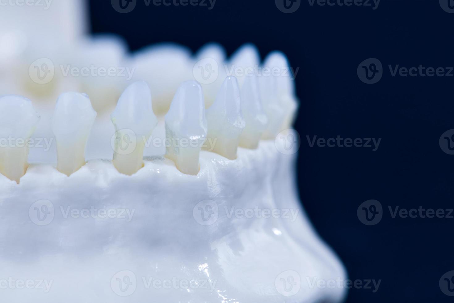 Lower human jaw with teeth anatomy model photo