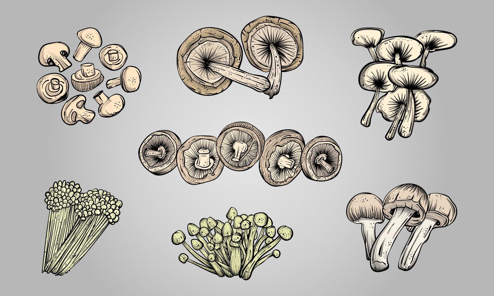 Set of hand drawn edible mushrooms in vector illustration