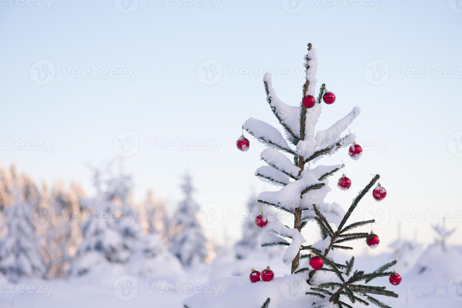 christmas balls on pine tree photo