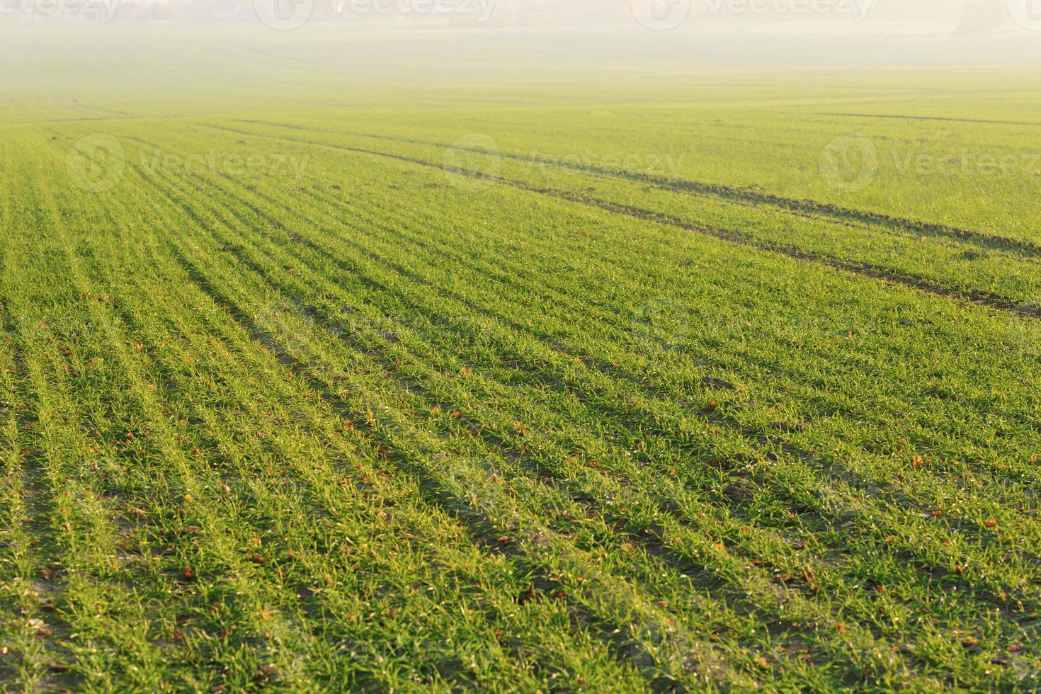 green grass on a background beautiful sunset photo