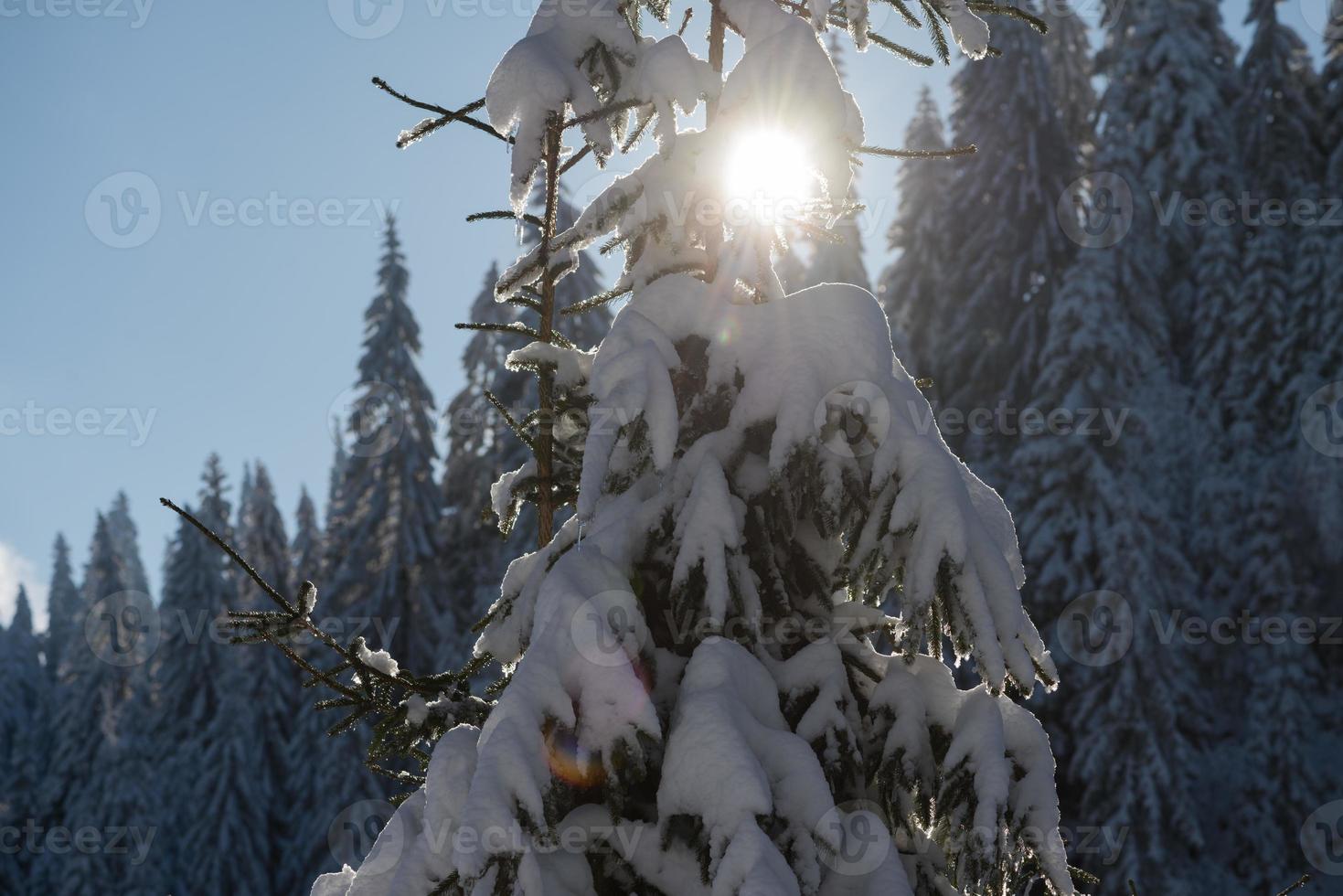 pine tree forest background covered with fresh snow photo