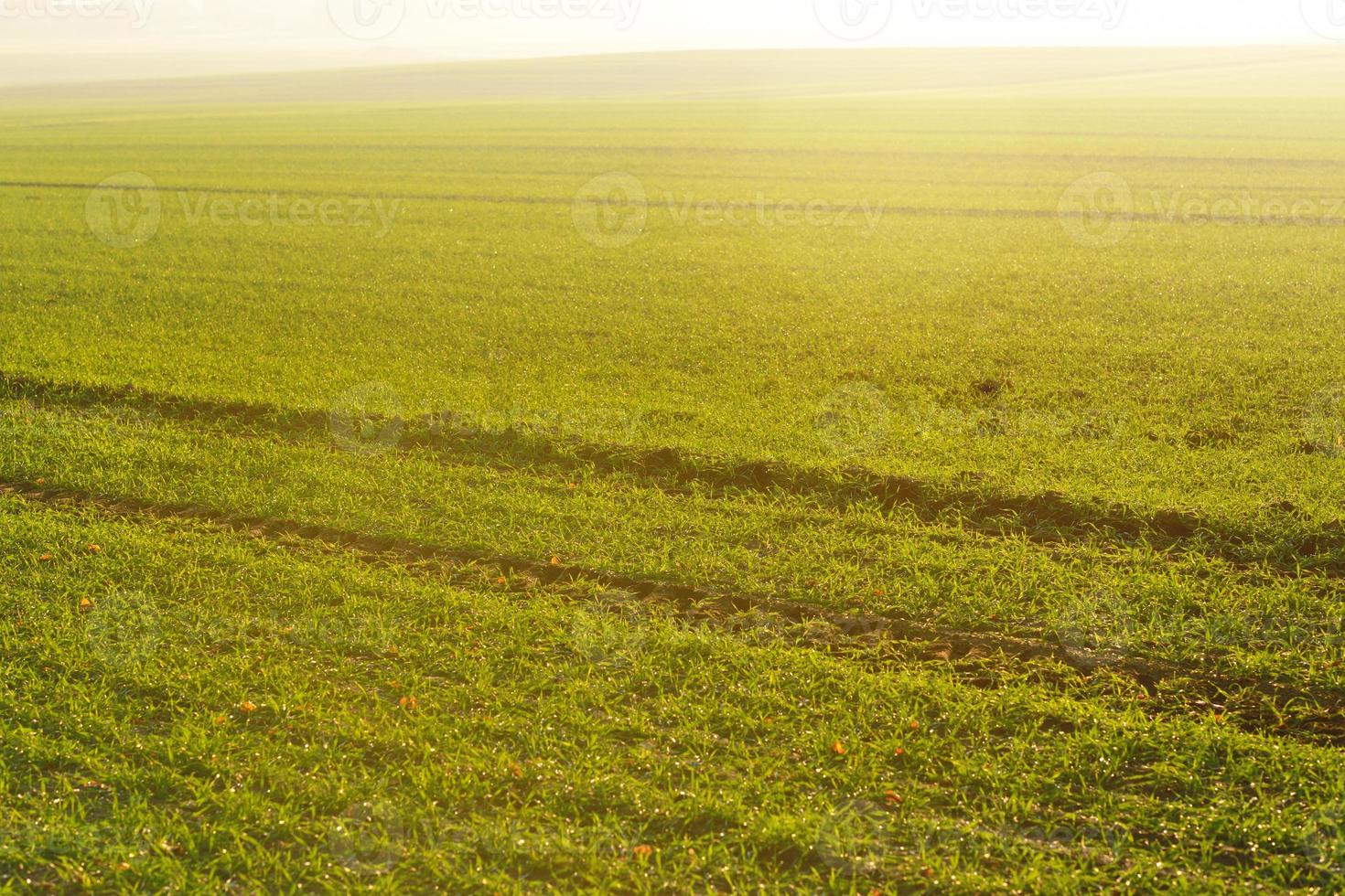 green grass on a background beautiful sunset photo