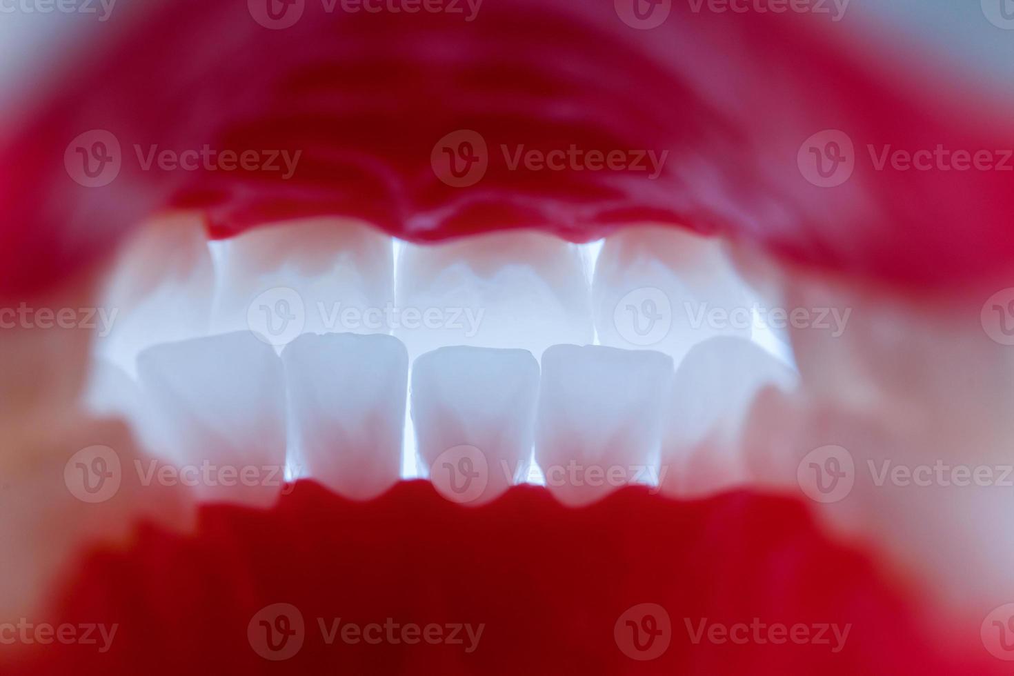 inside view of human jaw with teeth and gums anatomy model photo