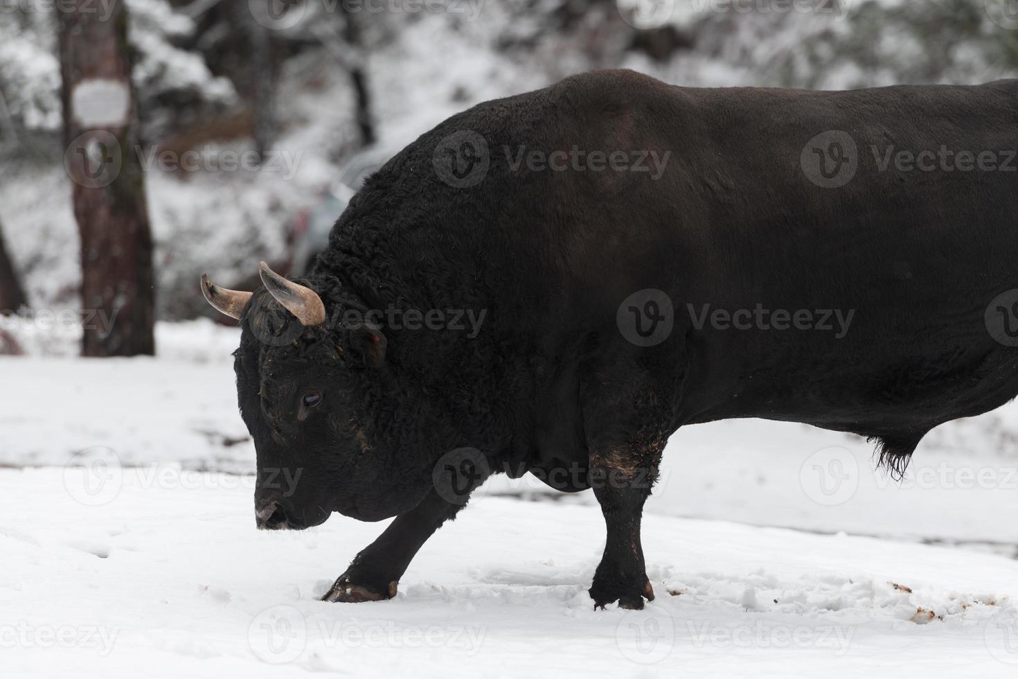 A big black bull in the snow training to fight in the arena. Bullfighting concept. Selective focus photo