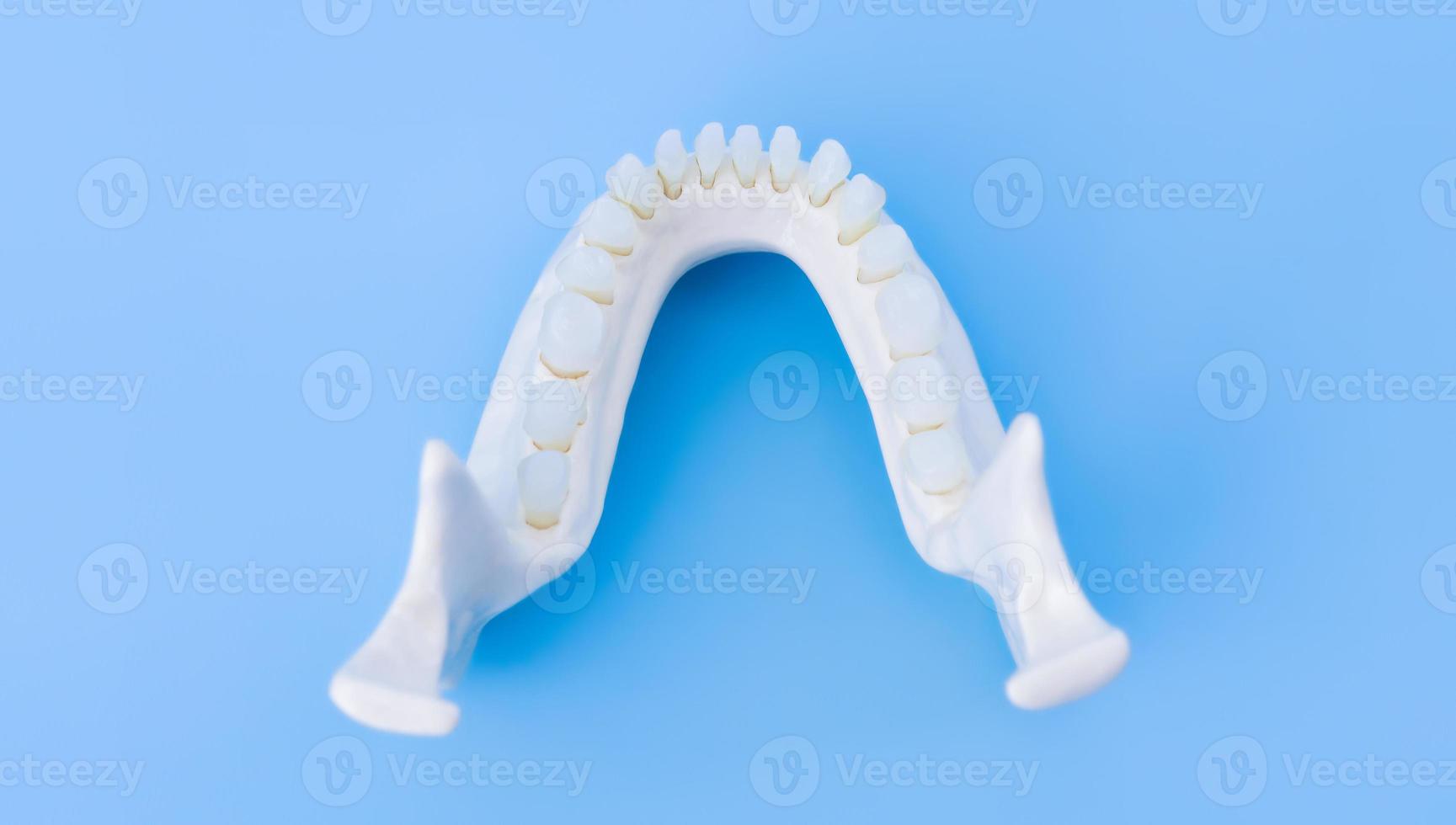 Lower human jaw with teeth anatomy model photo