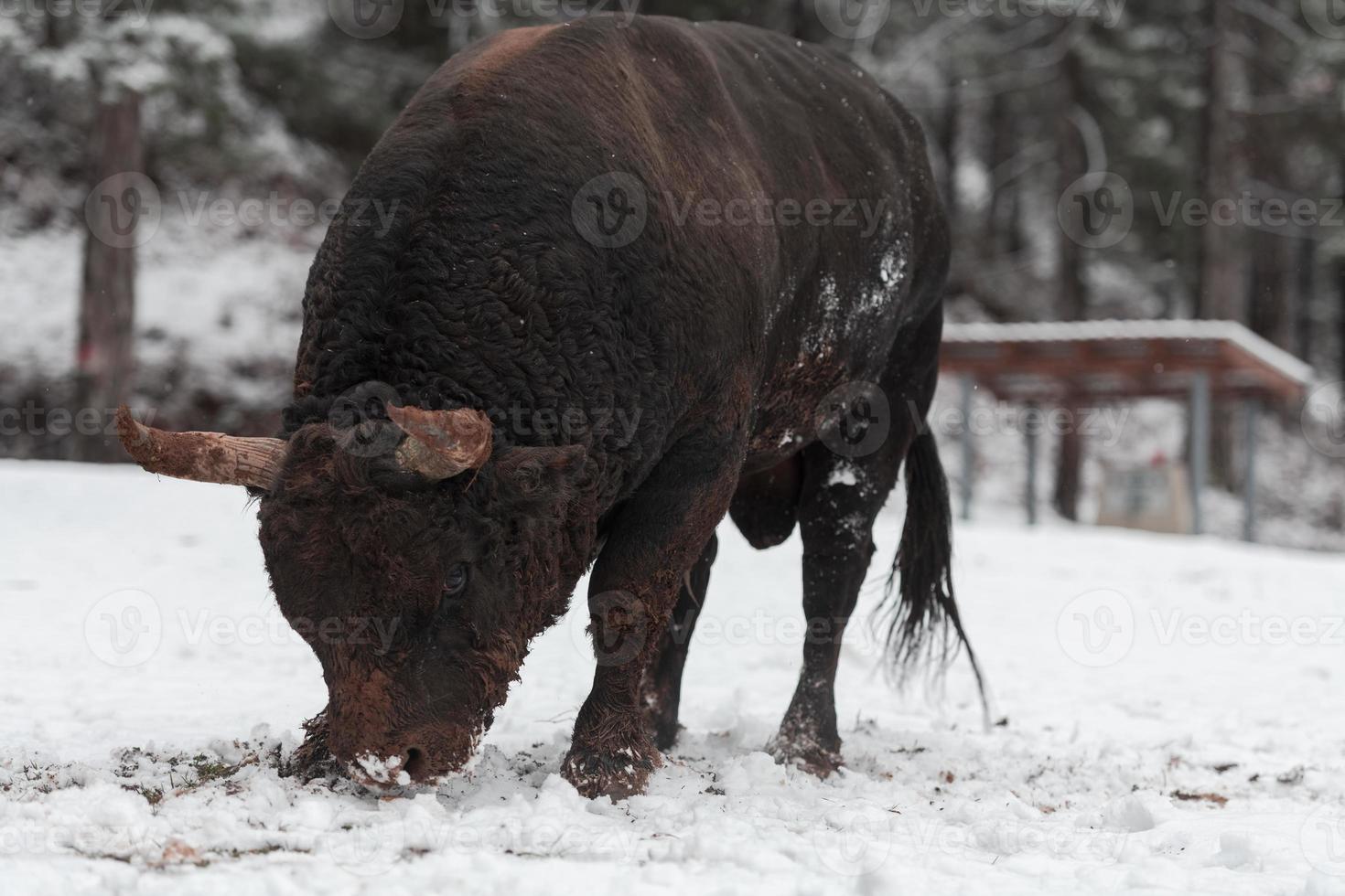 A big black bull in the snow training to fight in the arena. Bullfighting concept. Selective focus photo