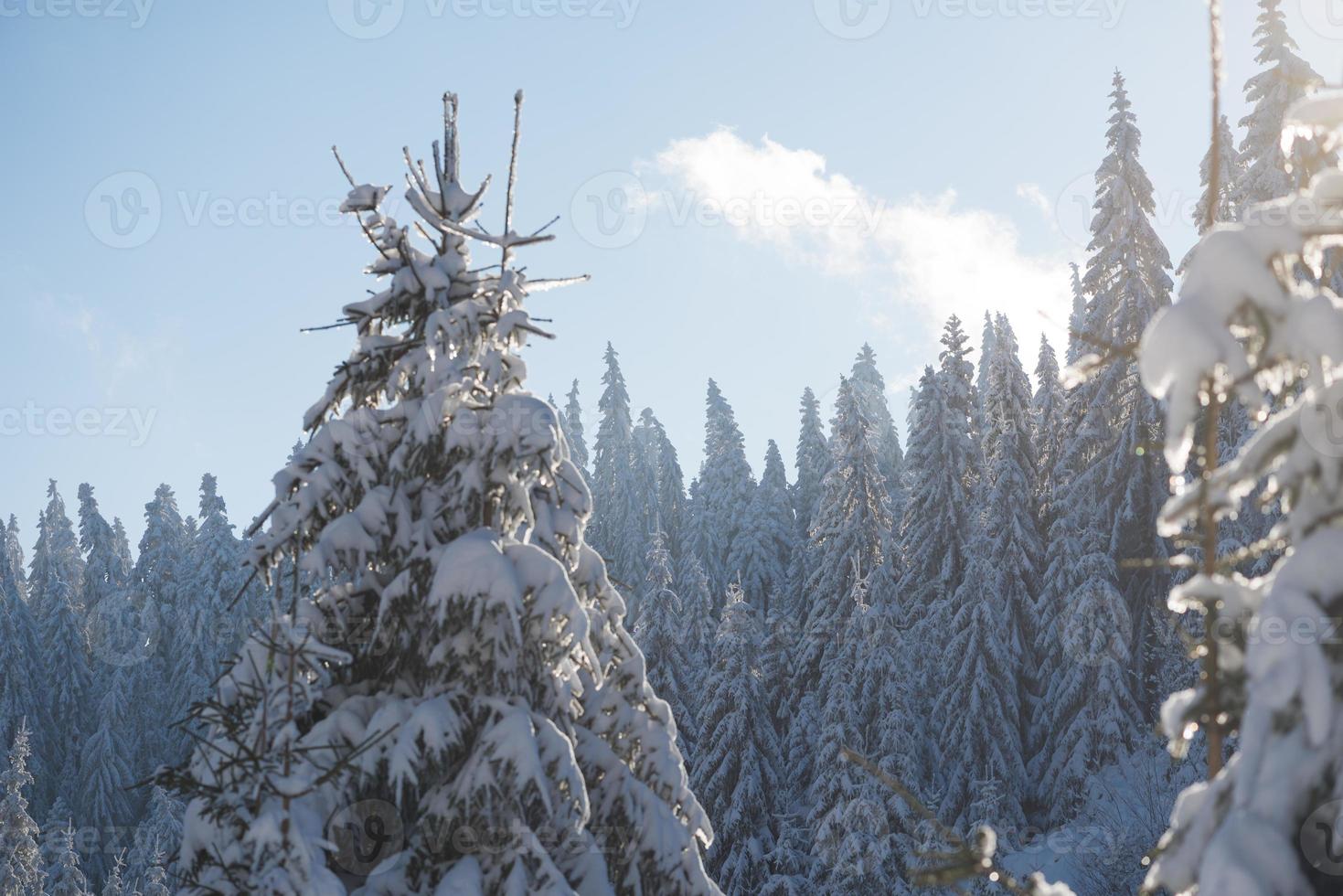 pine tree forest background covered with fresh snow photo
