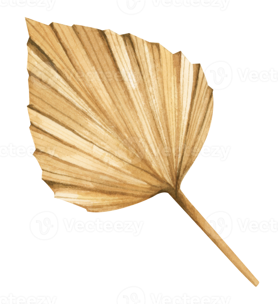 Autumn leaf. Watercolor illustration. png