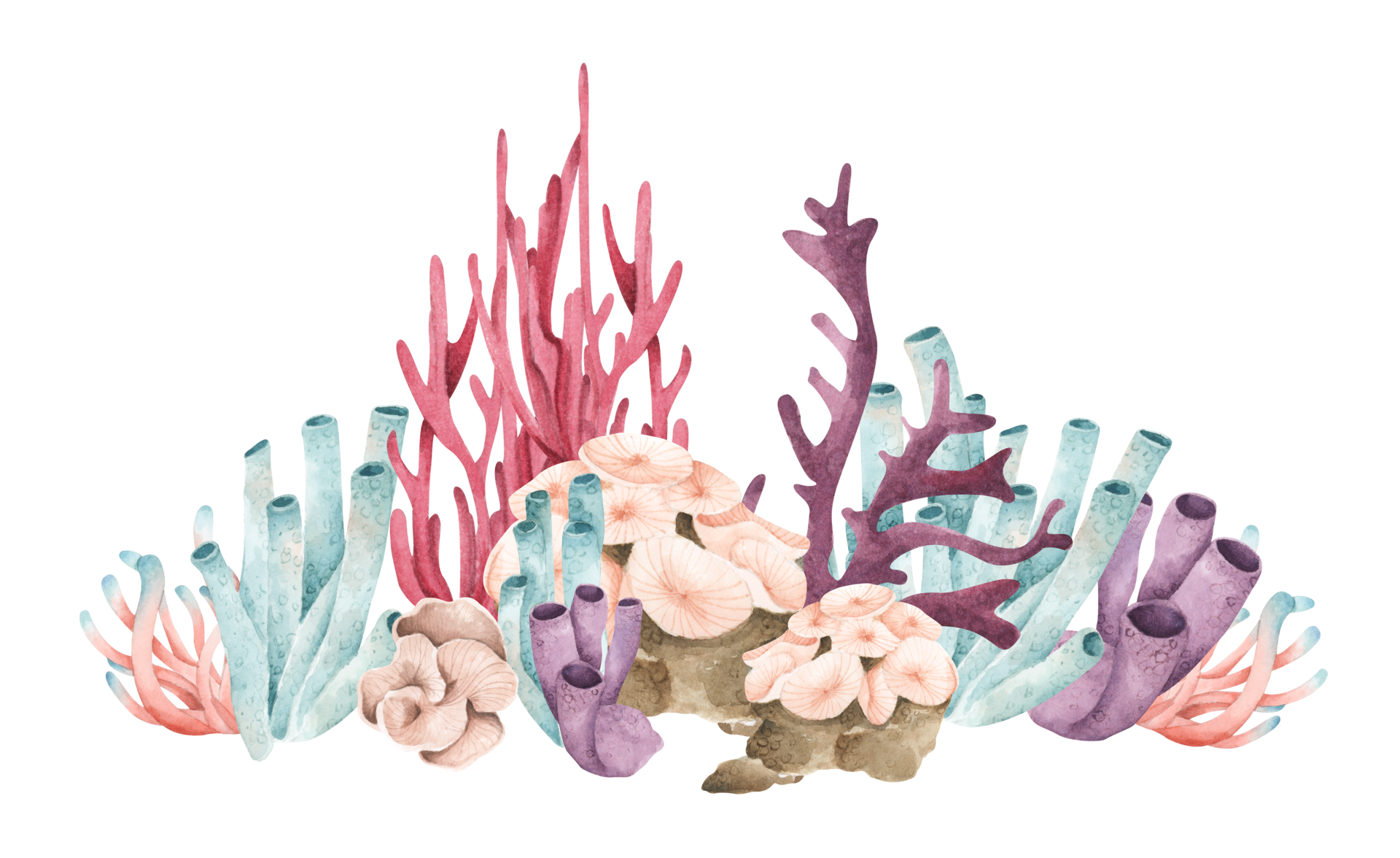 Sea Coral Png