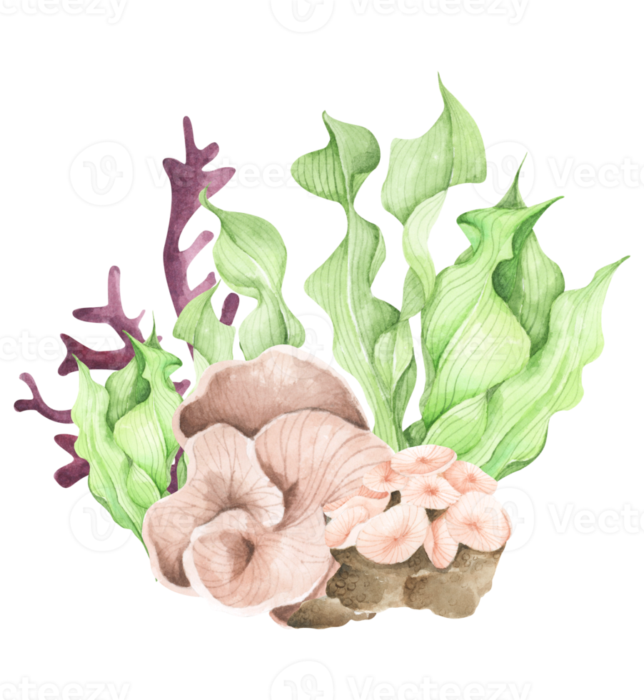 Seaweeds. Underwater ocean plants, sea coral elements. Watercolor illustration. png