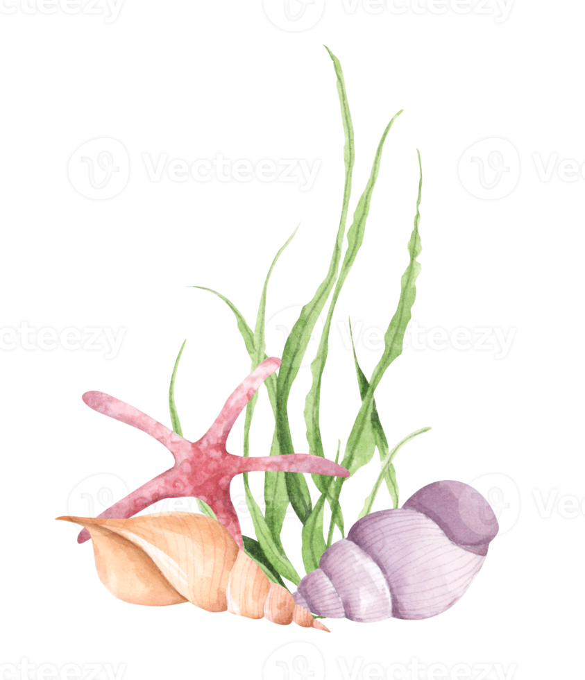 composición de acuarela pintada a mano con algas, corales y conchas. png