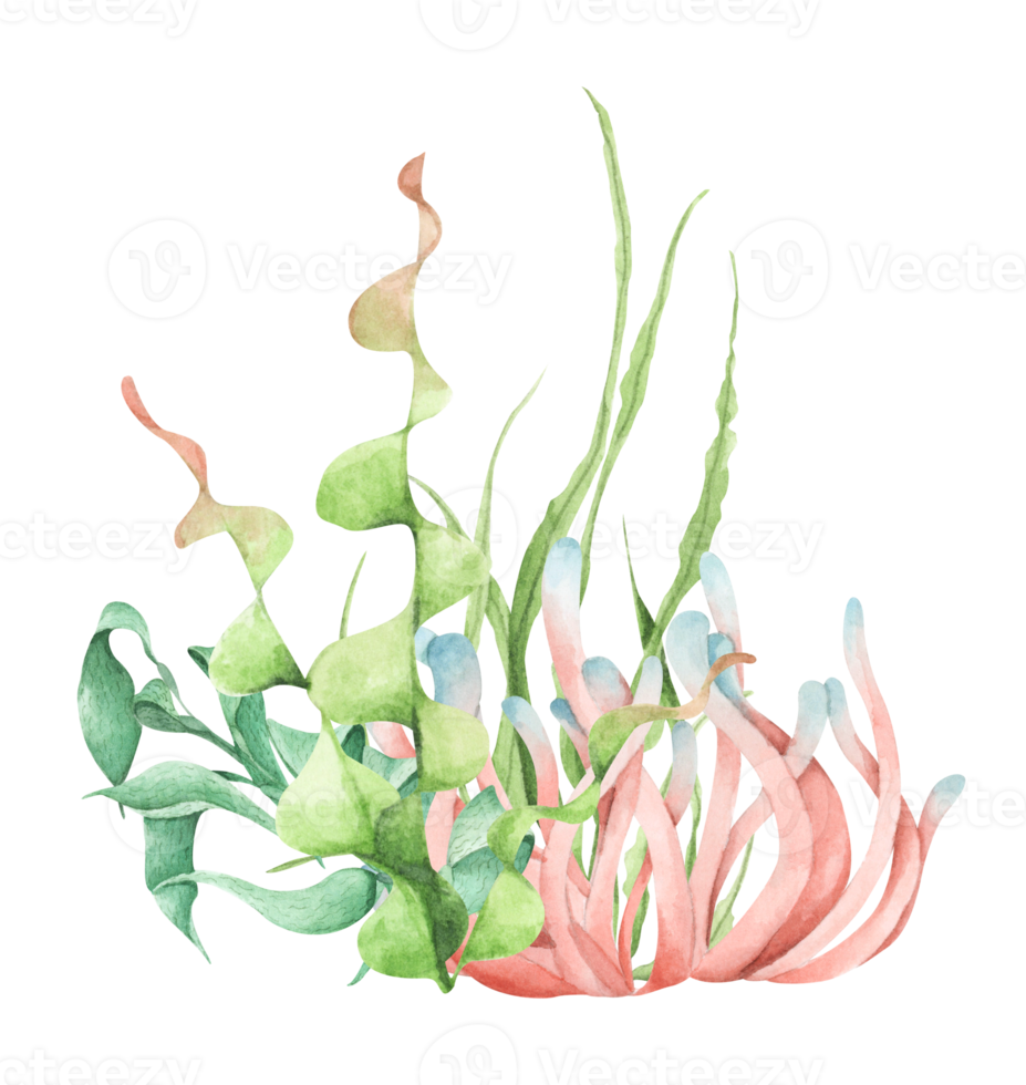 Seaweeds. Underwater ocean plants, sea coral elements. Watercolor illustration. png