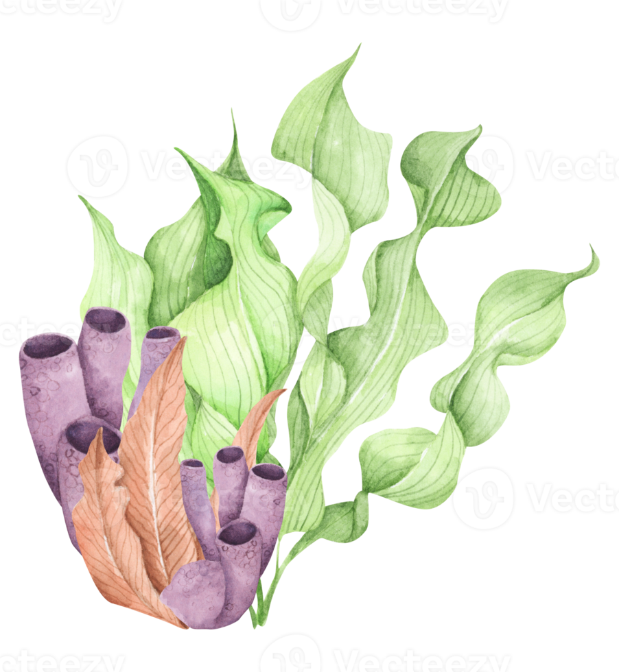Seaweeds. Underwater ocean plants, sea coral elements. Watercolor illustration. png