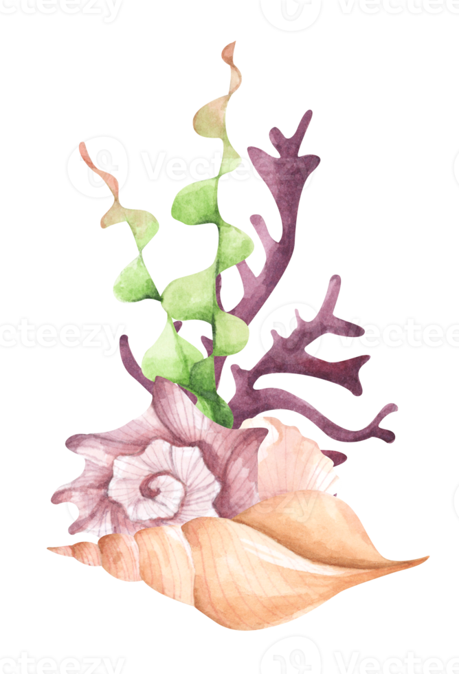 composition aquarelle peinte à la main avec algues, coraux et coquillages. png