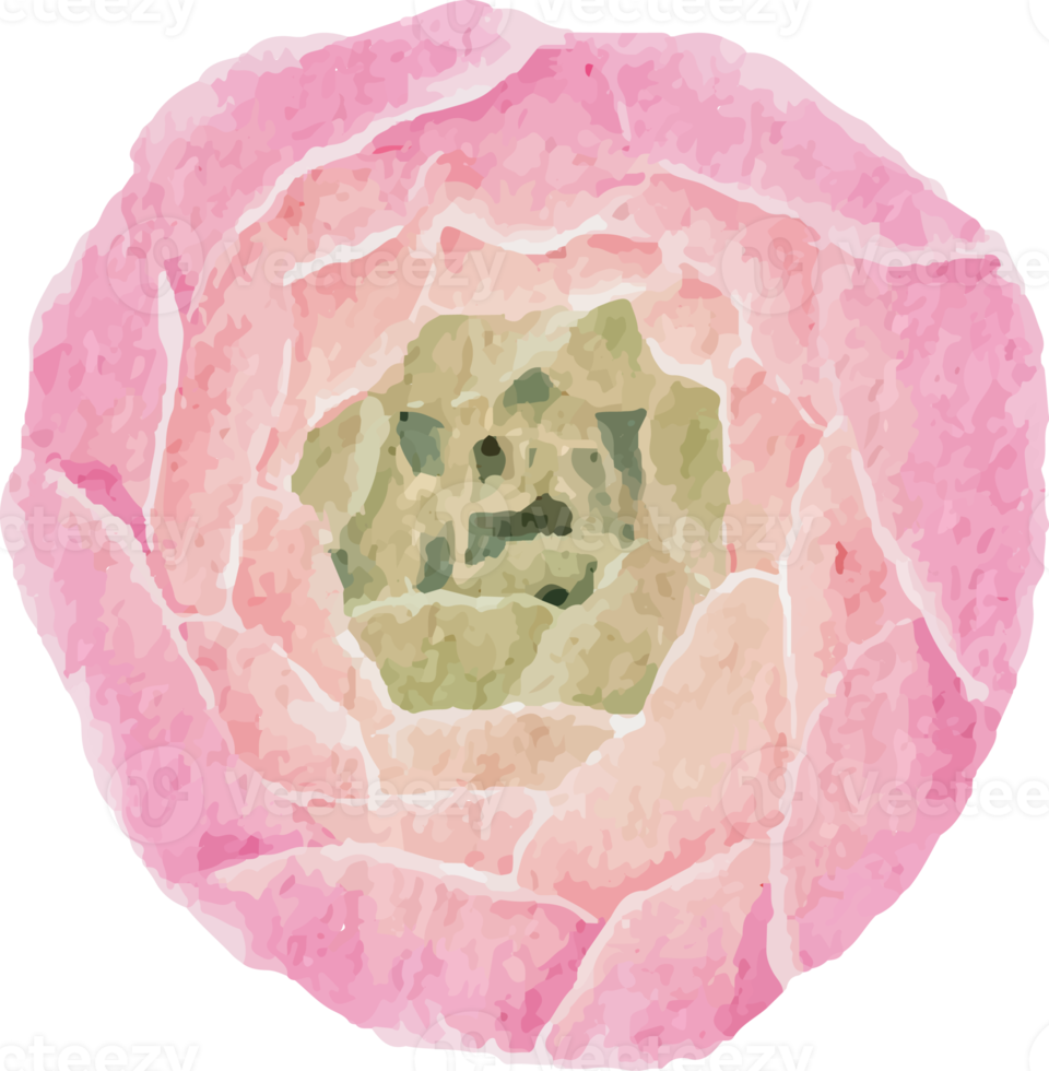 vattenfärg skön rosa och vit reste sig, ranunkel och blå BLYBLOMMA auriculata växt blomma bukett ClipArt png