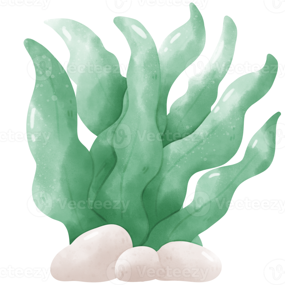 watercolor sea coral png