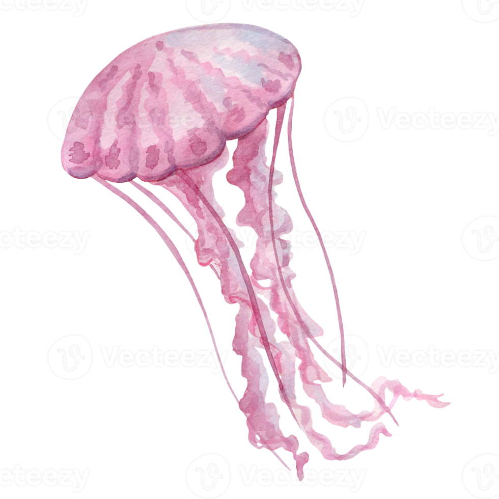 Light pink jellyfish with long tentacles, watercolor painting, hand-painted, isolated on a white background png