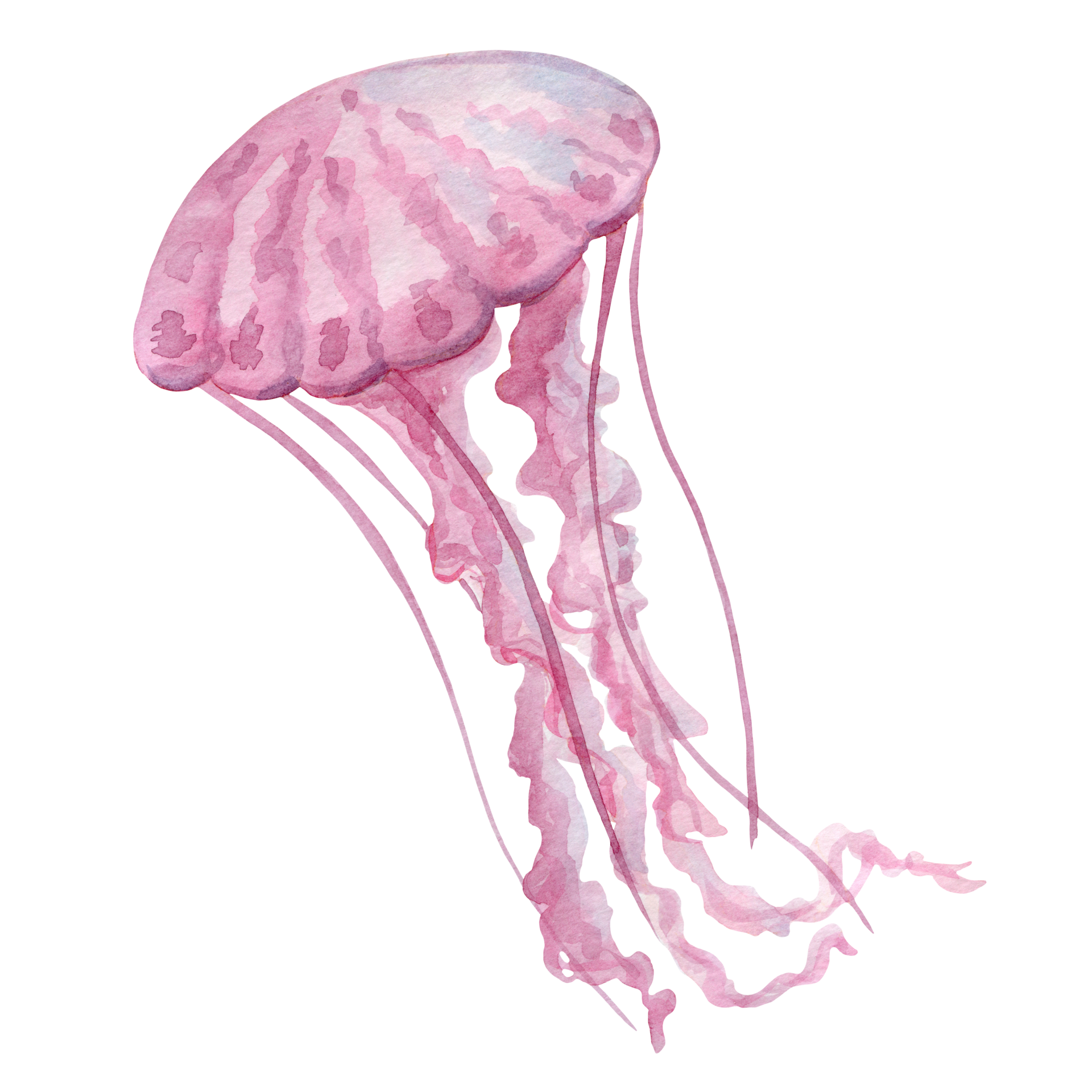Light pink jellyfish with long tentacles, watercolor painting, hand
