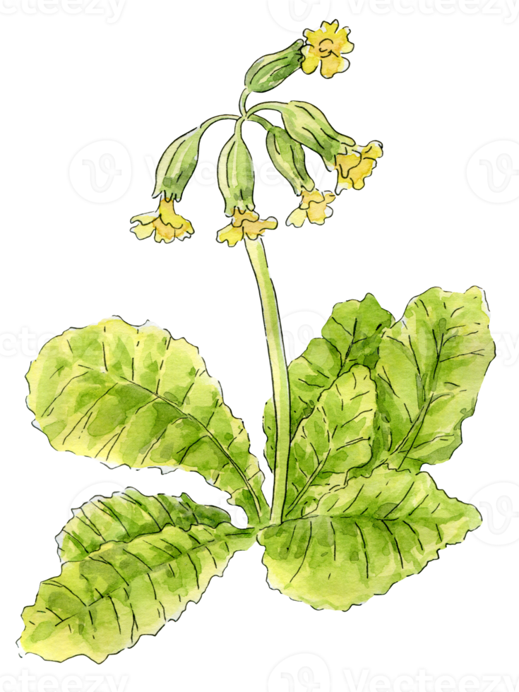 gul jordviva blomma, vår jordviva blomma, vattenfärg illustration png