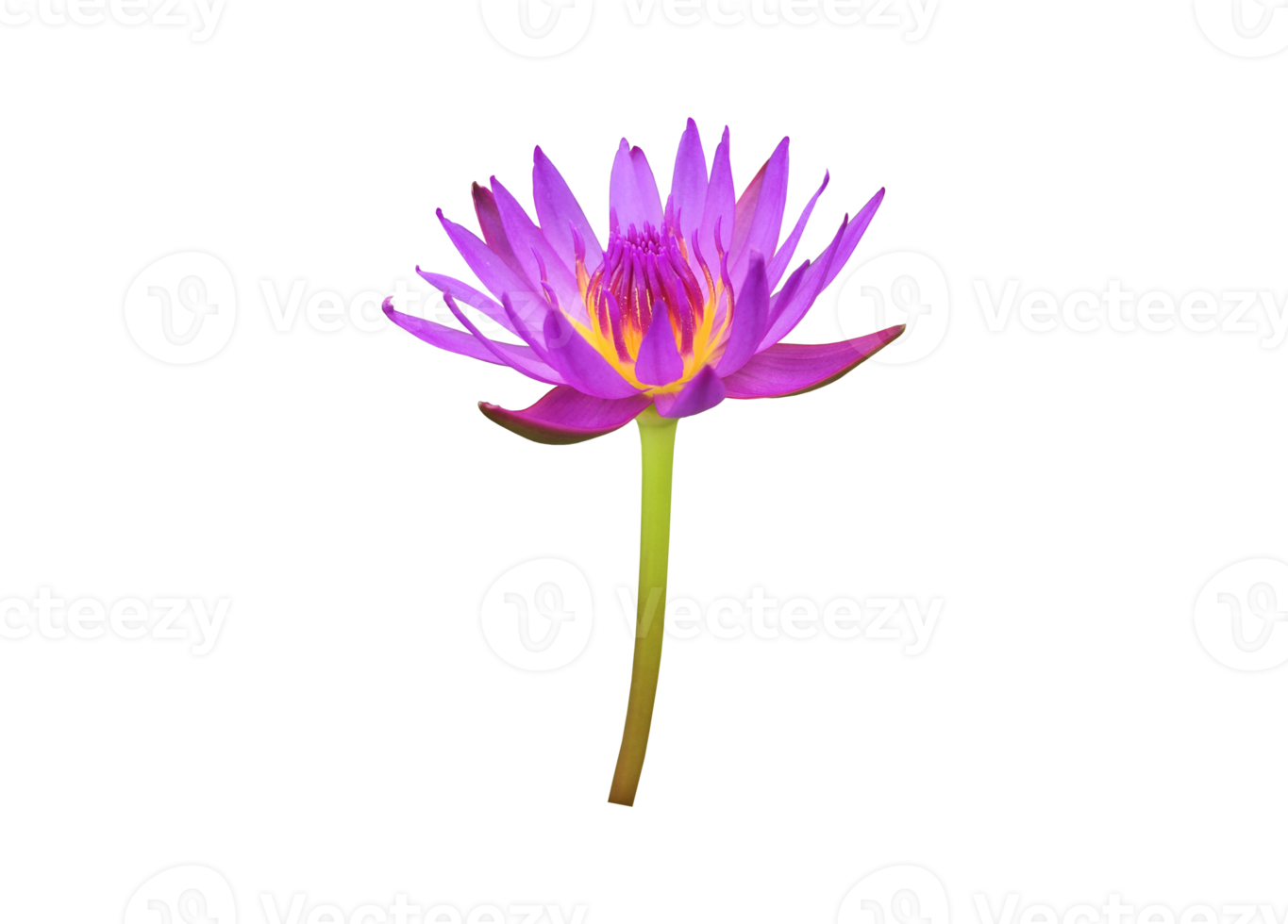 Isolated waterlily or lotus flowers with clipping paths. png