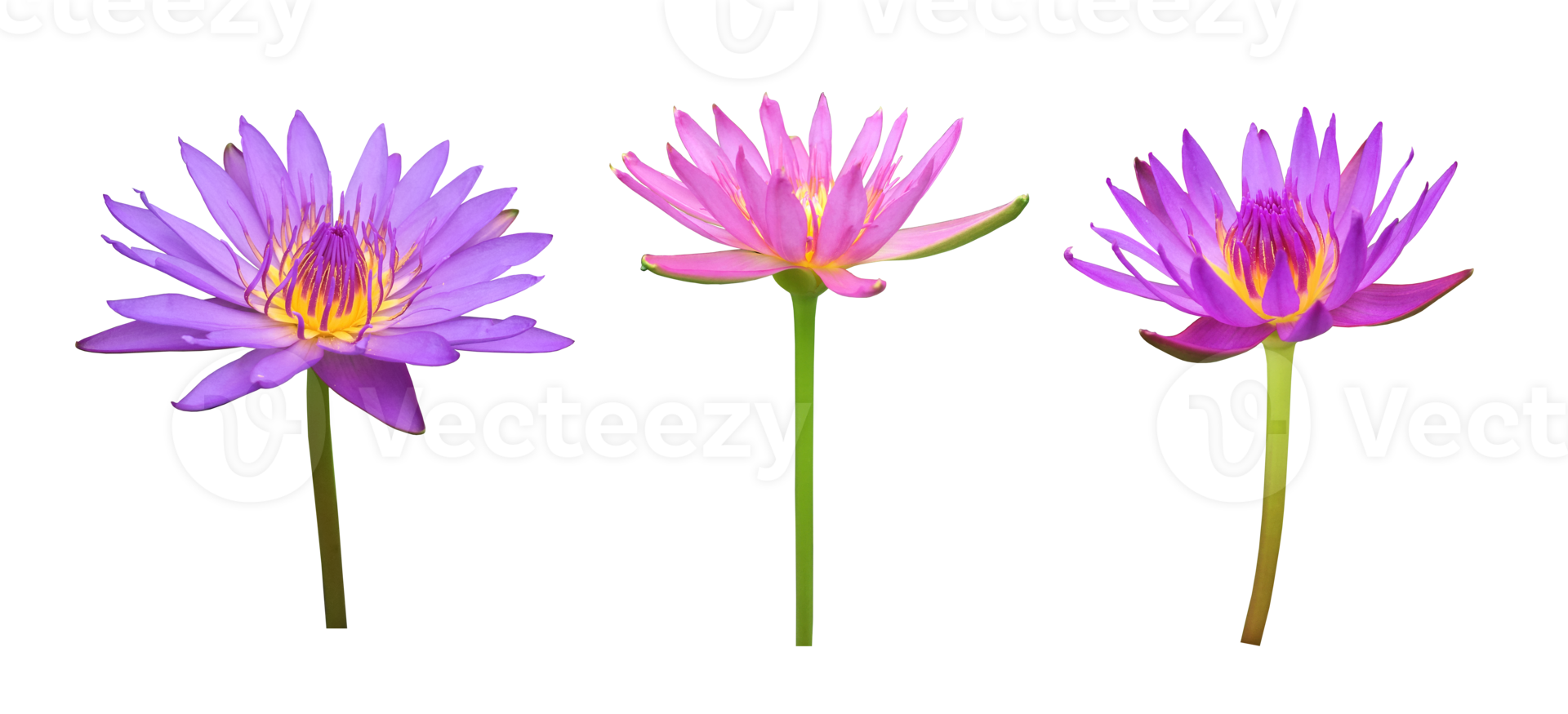 isolierte rosa Lotus- oder Seerosenblume mit Beschneidungspfaden png