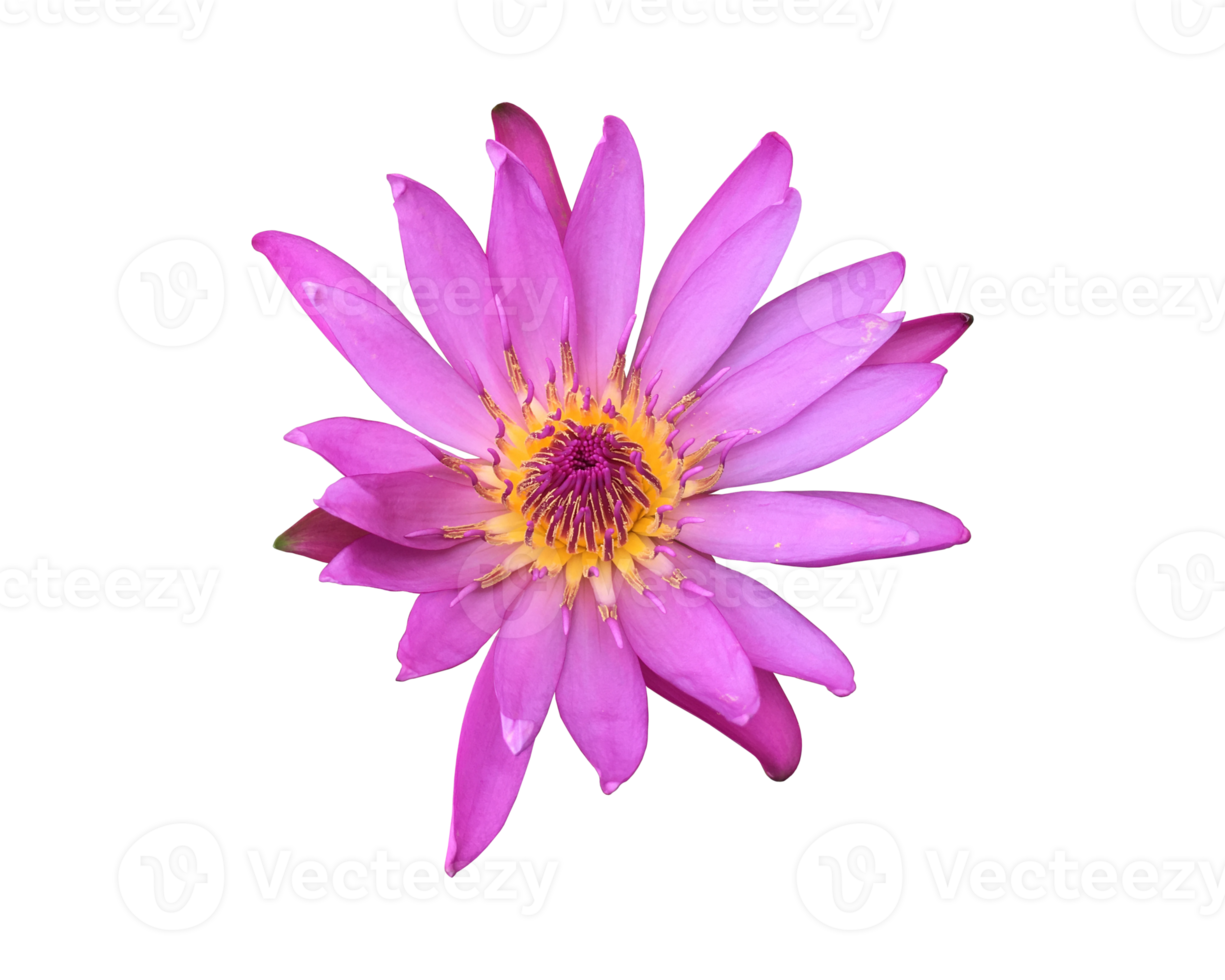 Isolated waterlily or lotus flowers with clipping paths. png