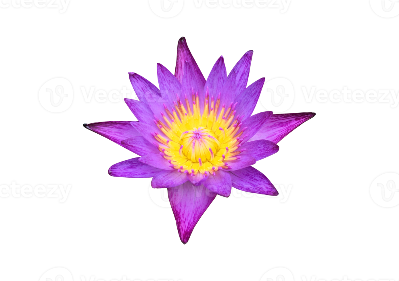 Isolated waterlily or lotus flowers with clipping paths. png