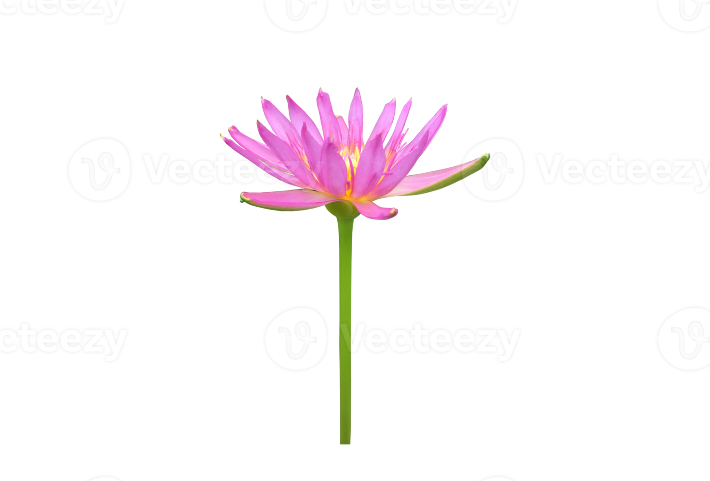 Isolated waterlily or lotus flowers with clipping paths. png