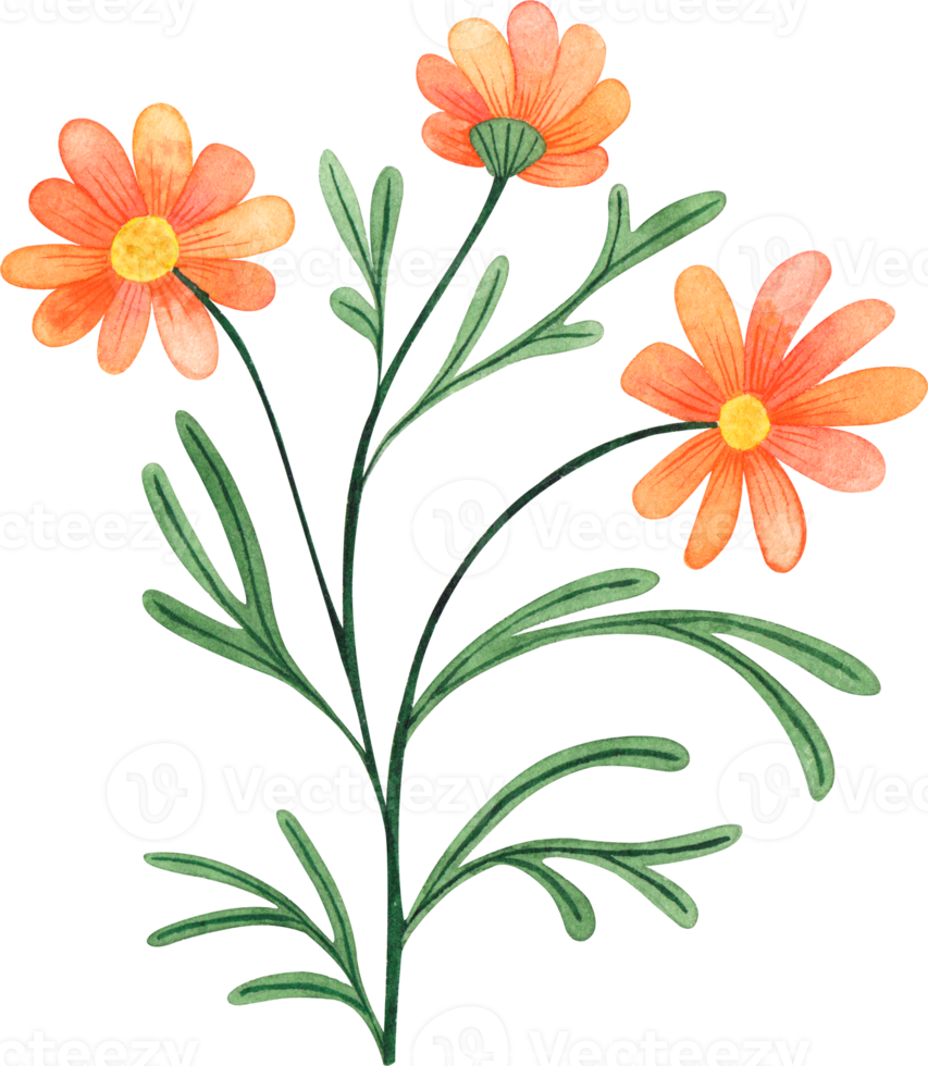 söt vattenfärg blomma för design projekt, social nätverk, presentationer png