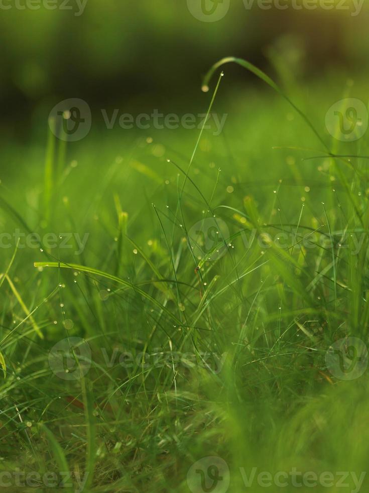 hierba con gotas de rocío foto