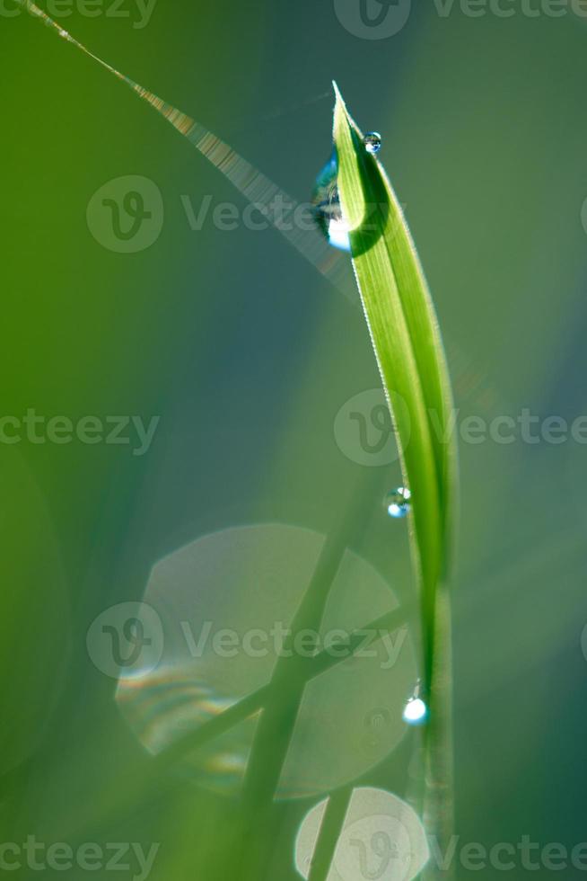 grass with dew drops photo