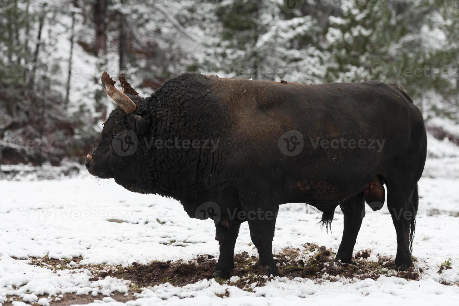 A big black bull in the snow training to fight in the arena. Bullfighting concept. Selective focus photo