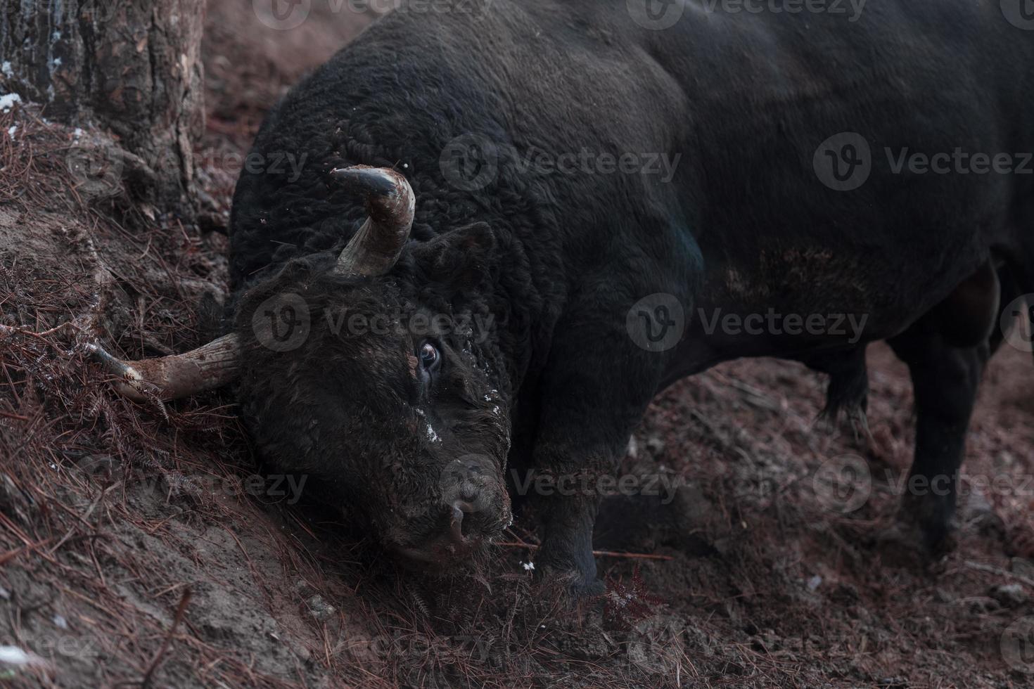 A big black bull stabs its horns into the snowy ground and trains to fight in the arena. The concept of bullfighting. Selective focus photo