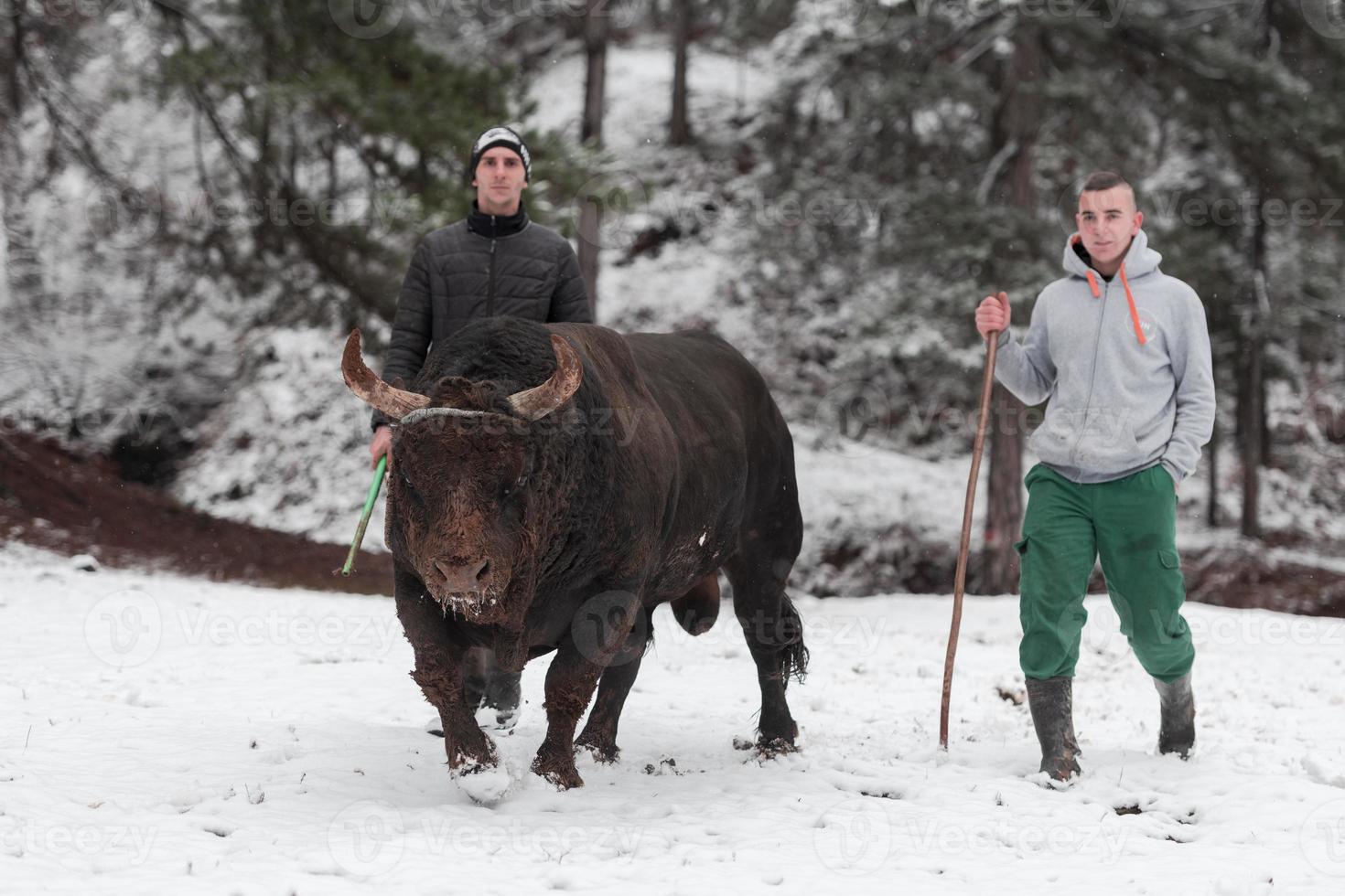 Fighter Bull whispers, A man who training a bull on a snowy winter day in a forest meadow and preparing him for a fight in the arena. Bullfighting concept. photo