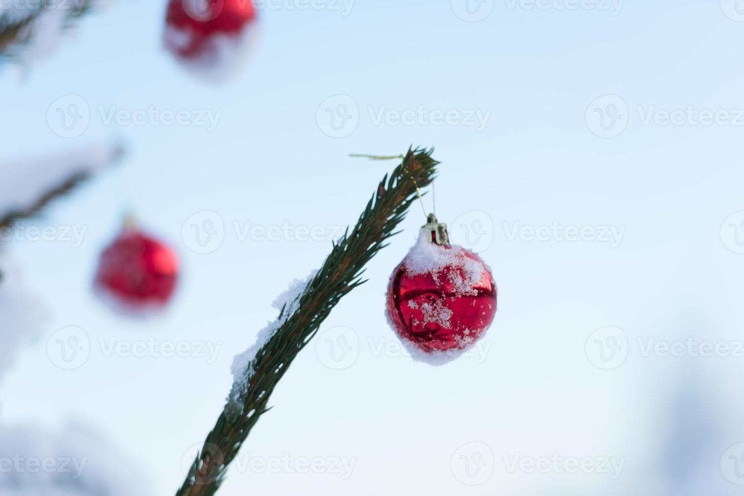 christmas balls on pine tree photo