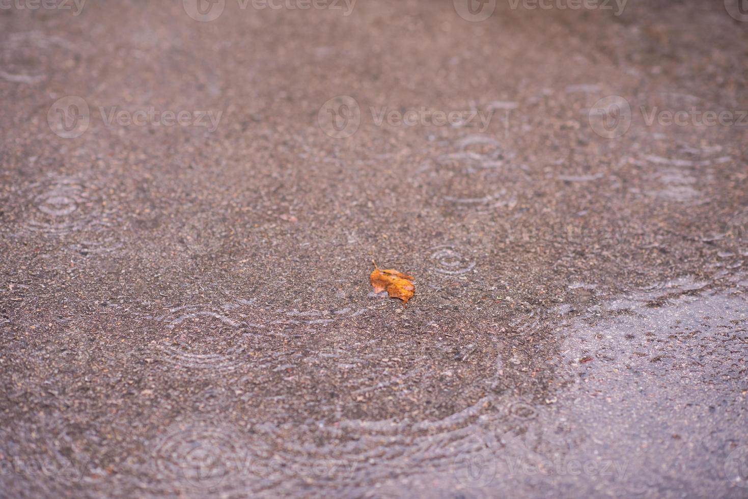 leave on wet asphalt road photo