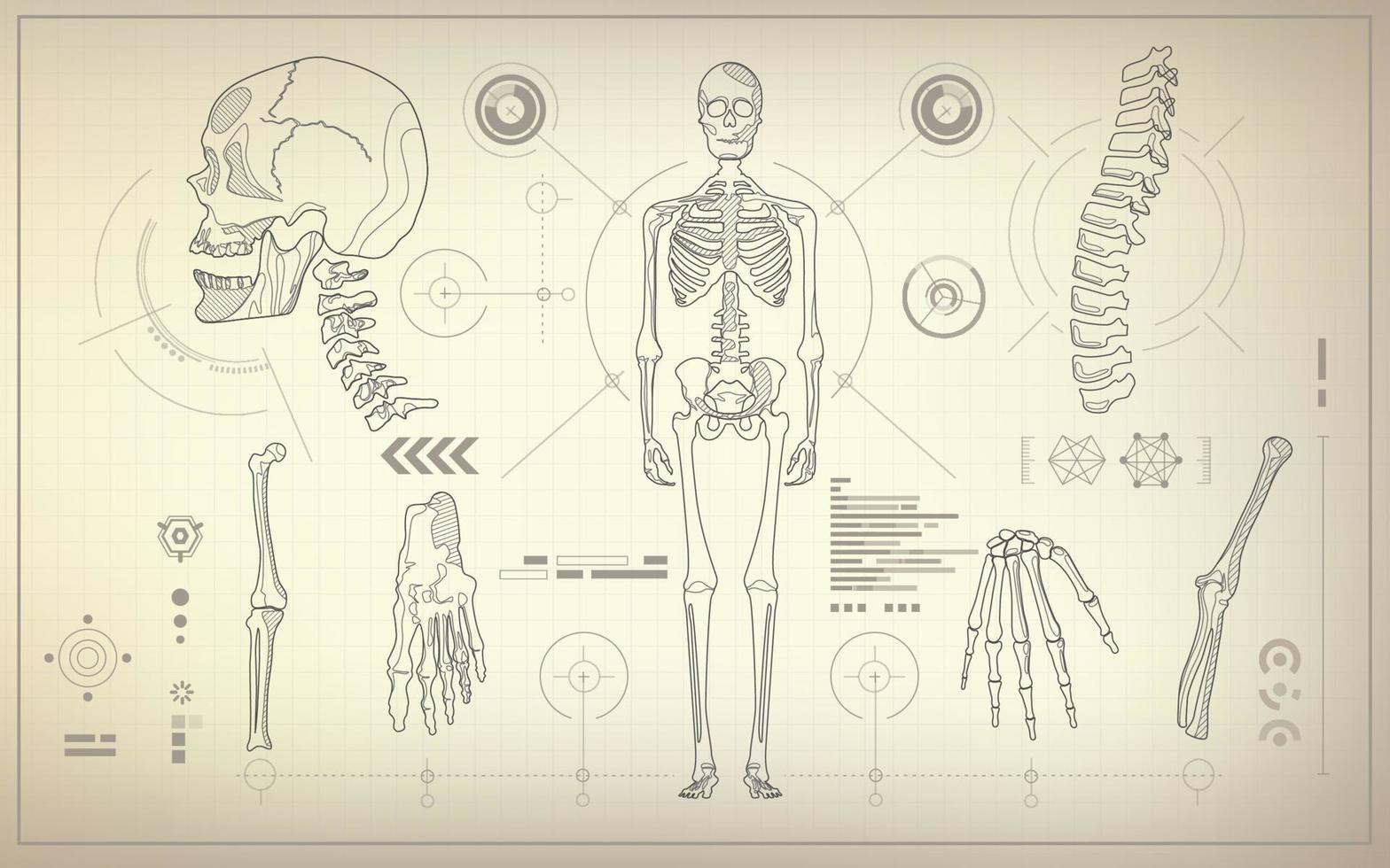 skeleton analysis blueprint vector