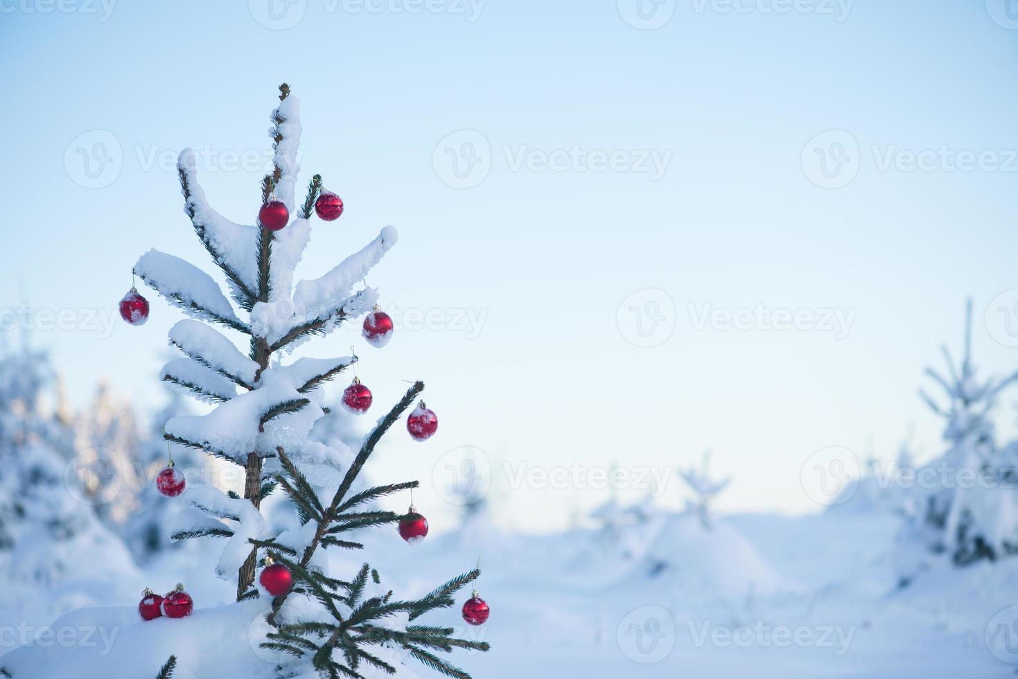 christmas balls on tree photo