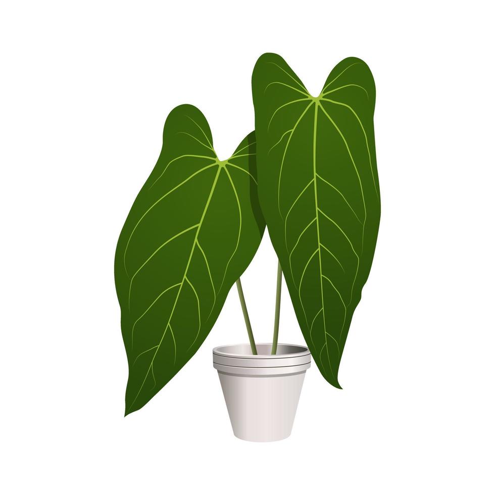 Plant in a Pot - Anthurium Dark Mama Leaf - Indoor Tropical Plant vector