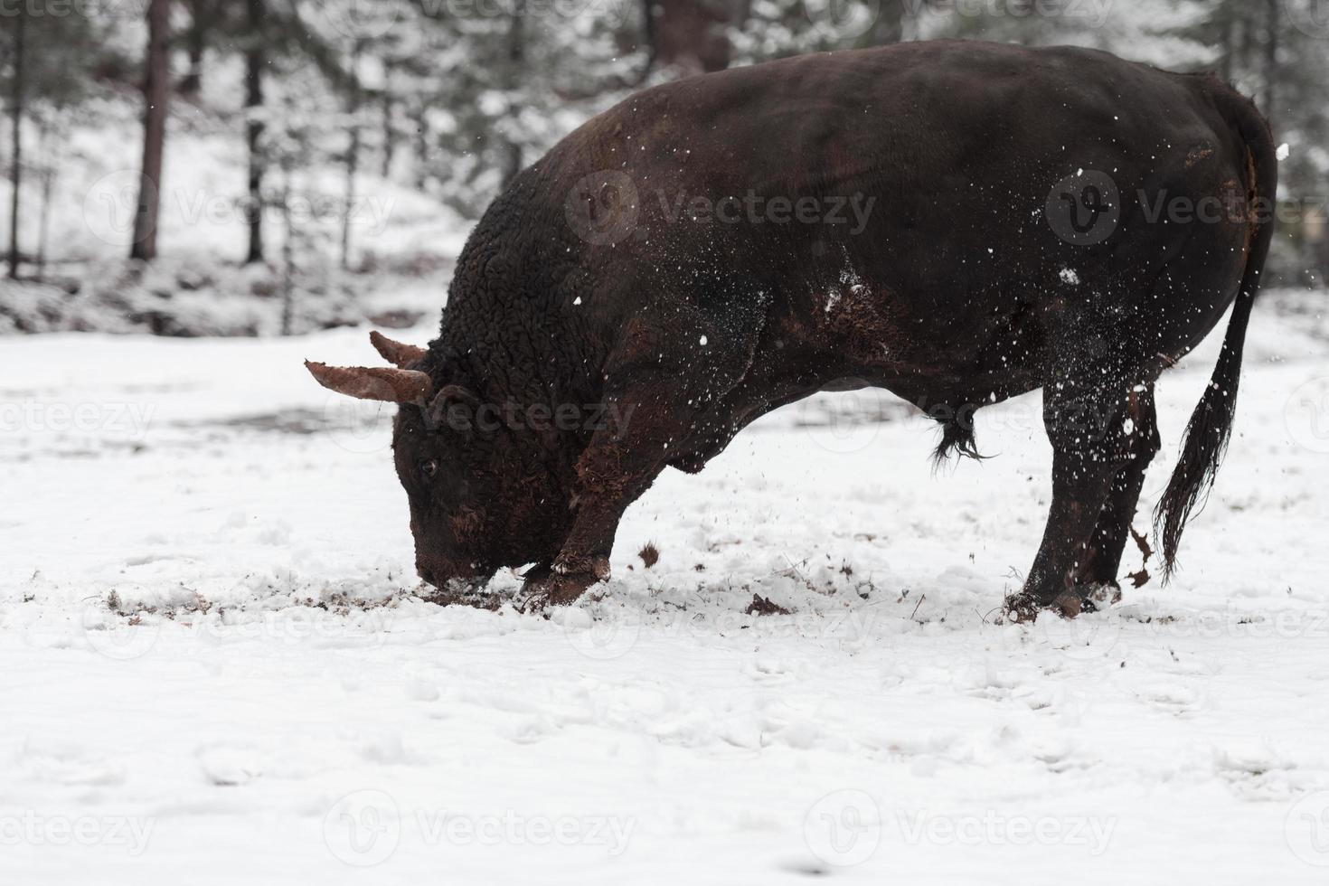 A big black bull in the snow training to fight in the arena. Bullfighting concept. Selective focus photo