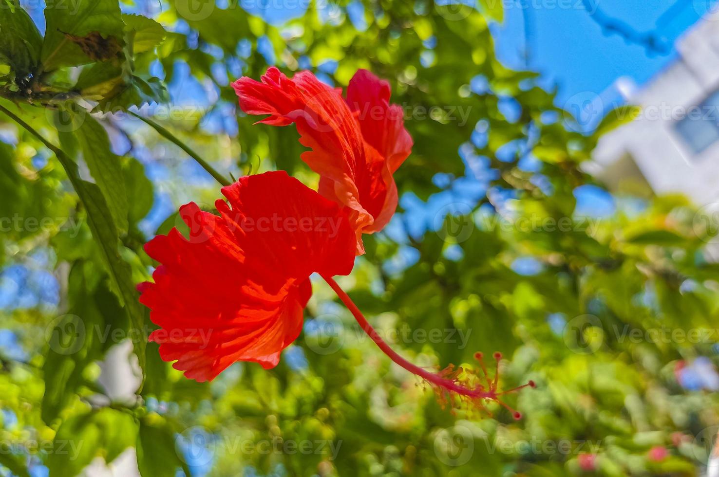 Red beautiful hibiscus flower shrub tree plant in Mexico. photo