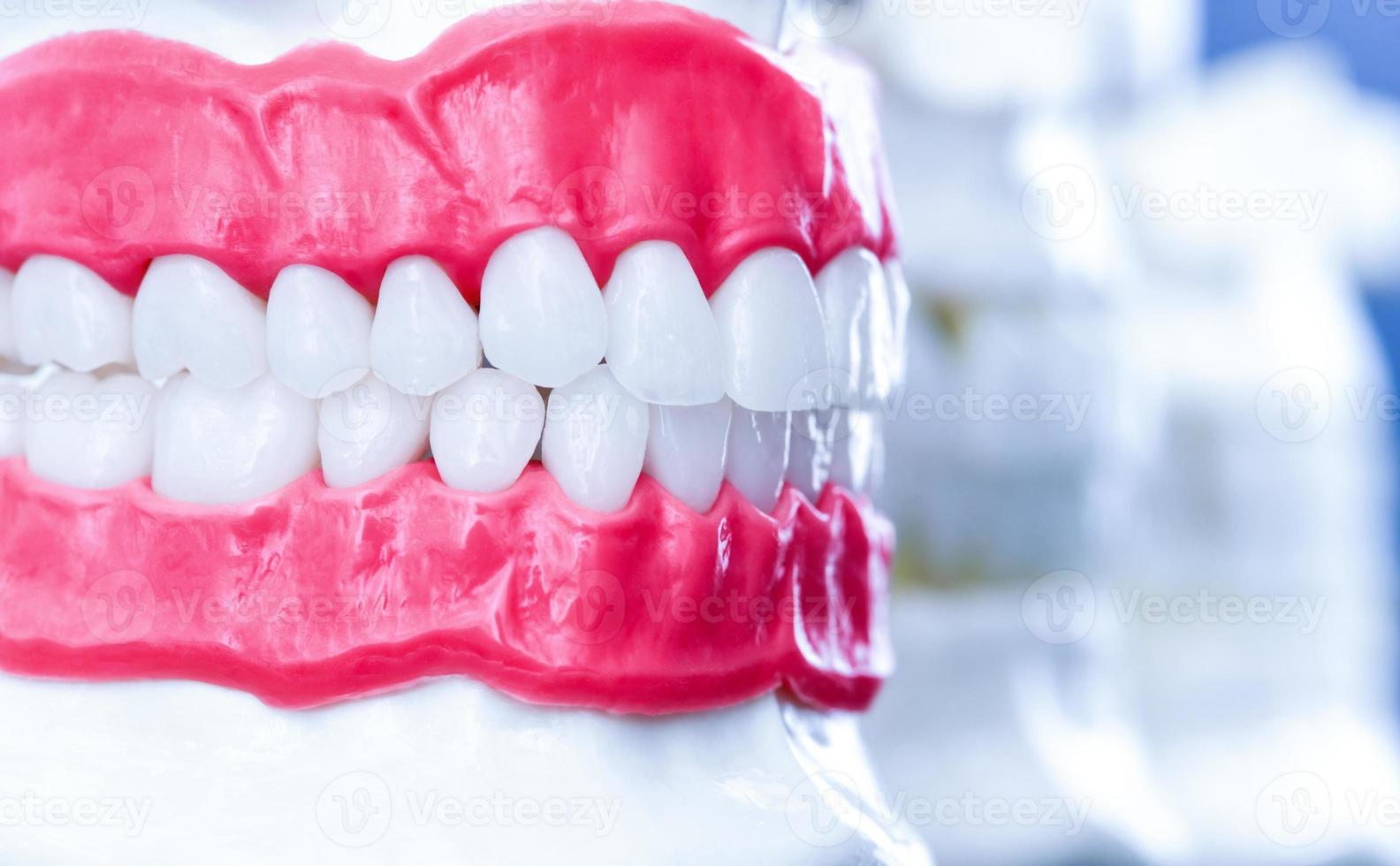 mandíbulas humanas con modelos de anatomía de dientes y encías foto