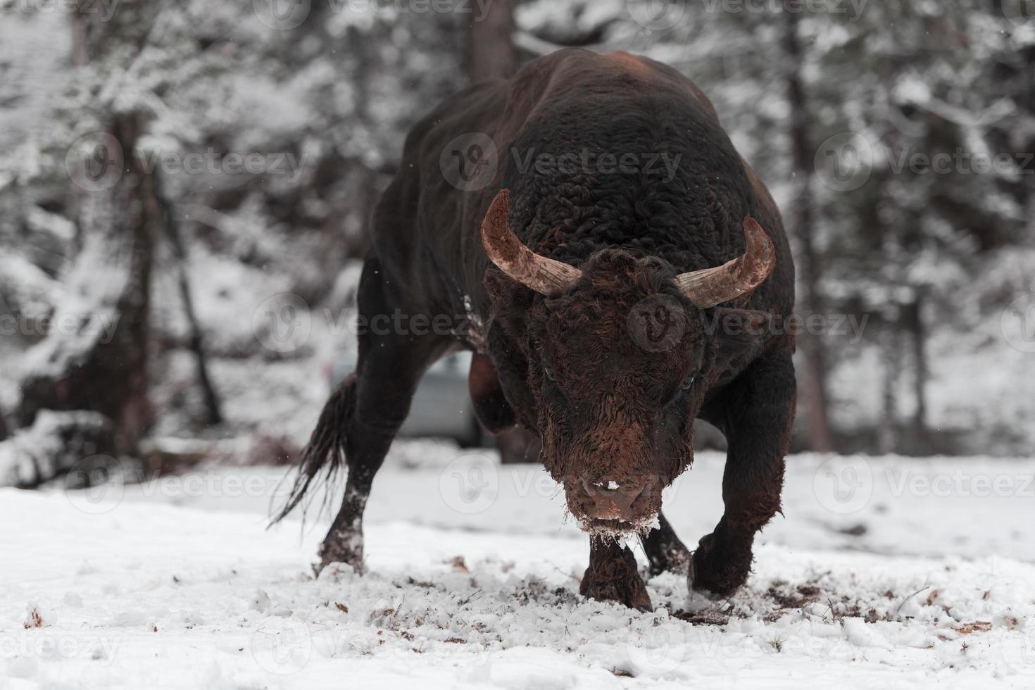 A big black bull in the snow training to fight in the arena. Bullfighting concept. Selective focus photo