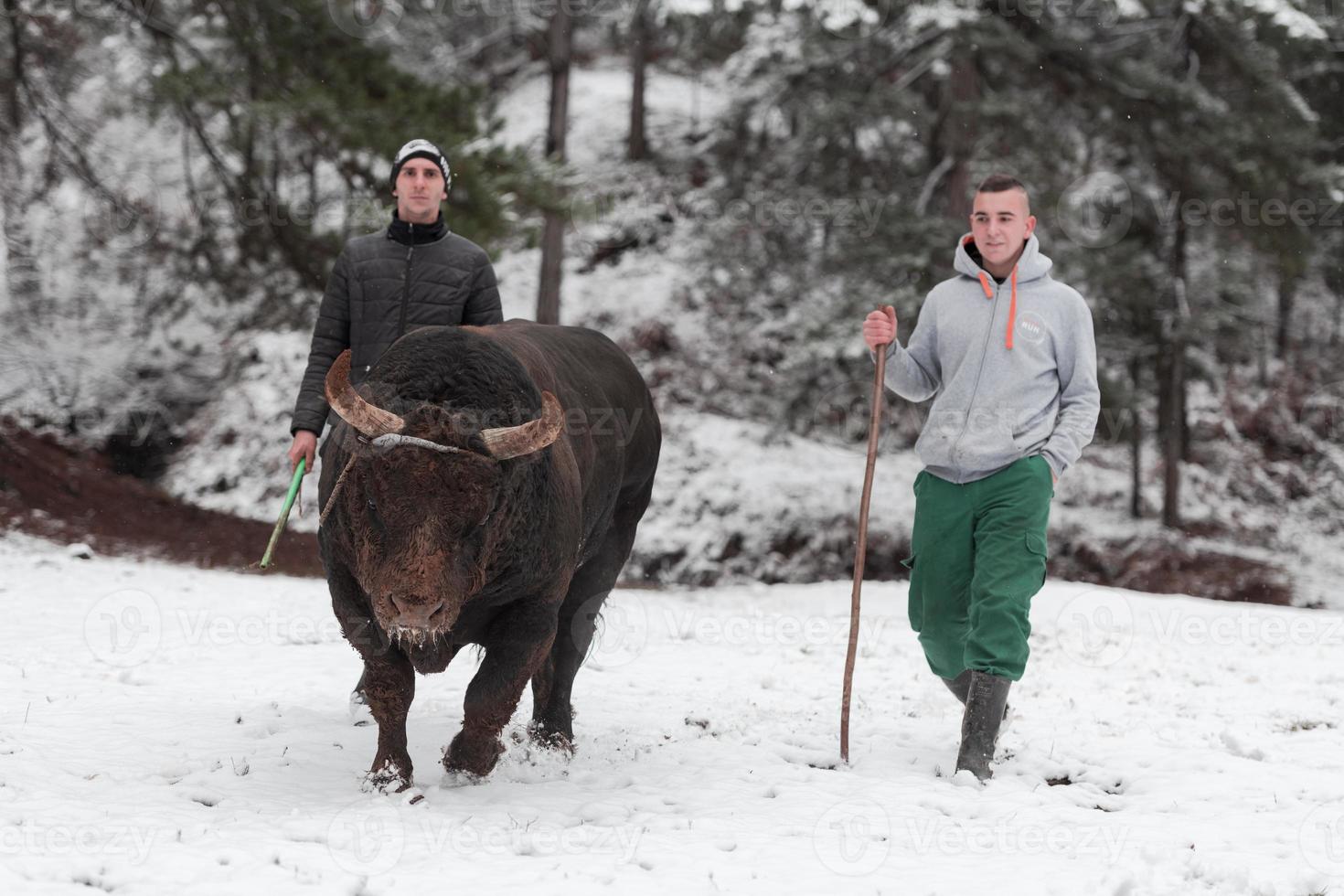 Fighter Bull whispers, A man who training a bull on a snowy winter day in a forest meadow and preparing him for a fight in the arena. Bullfighting concept. photo