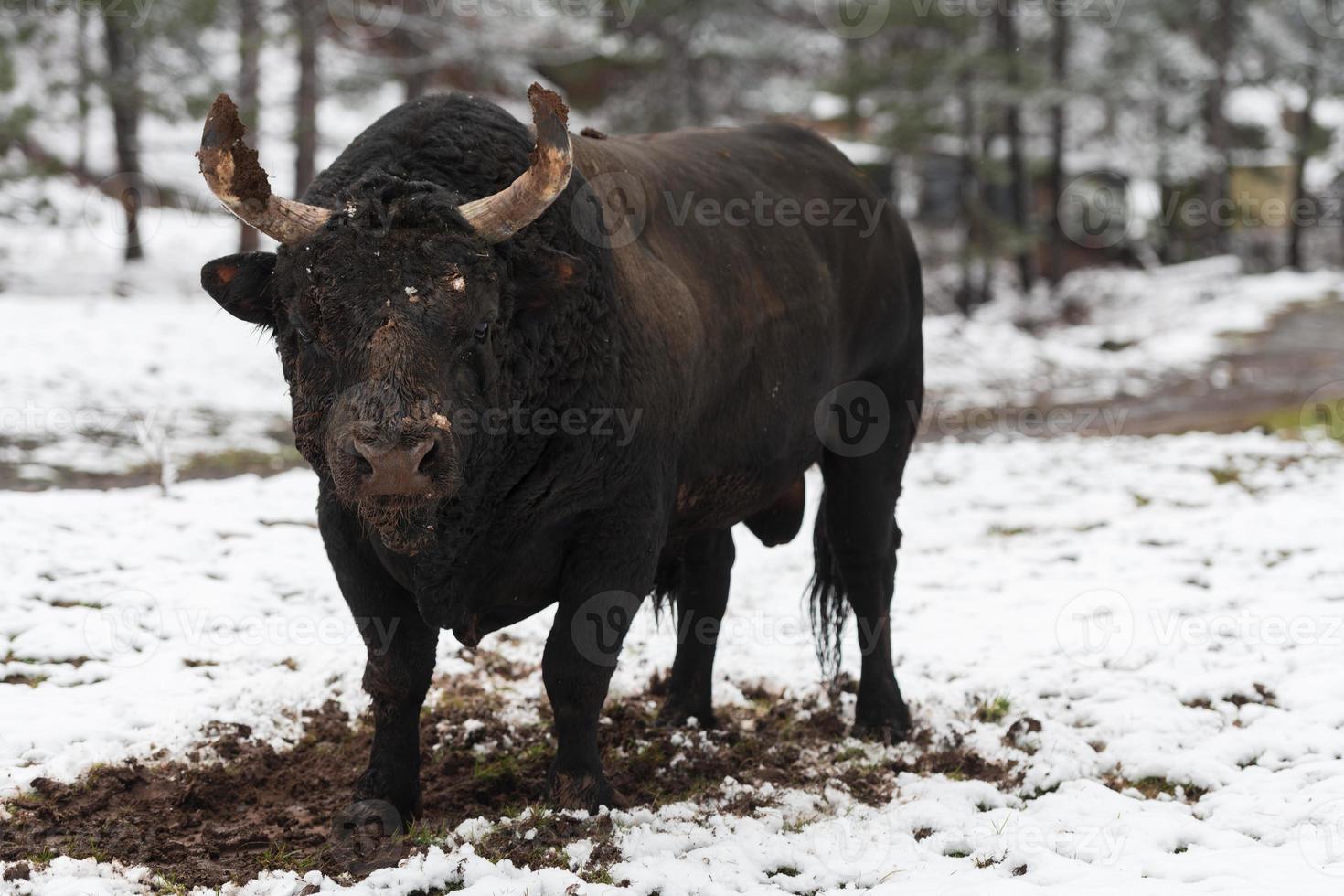 A big black bull in the snow training to fight in the arena. Bullfighting concept. Selective focus photo