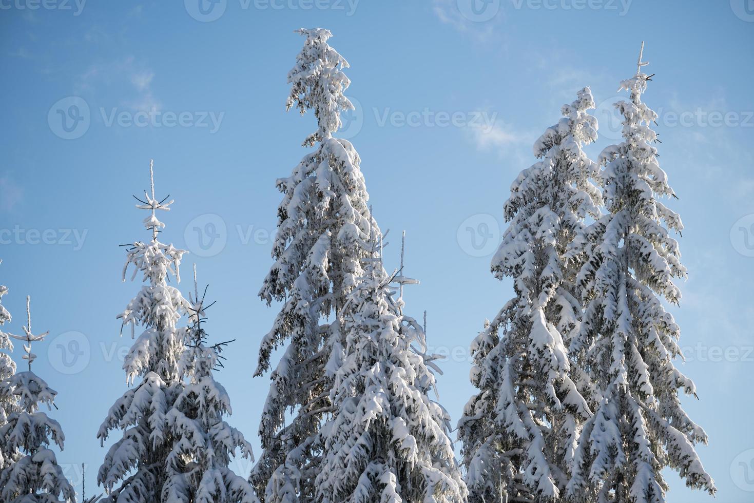 pine tree forest background covered with fresh snow photo