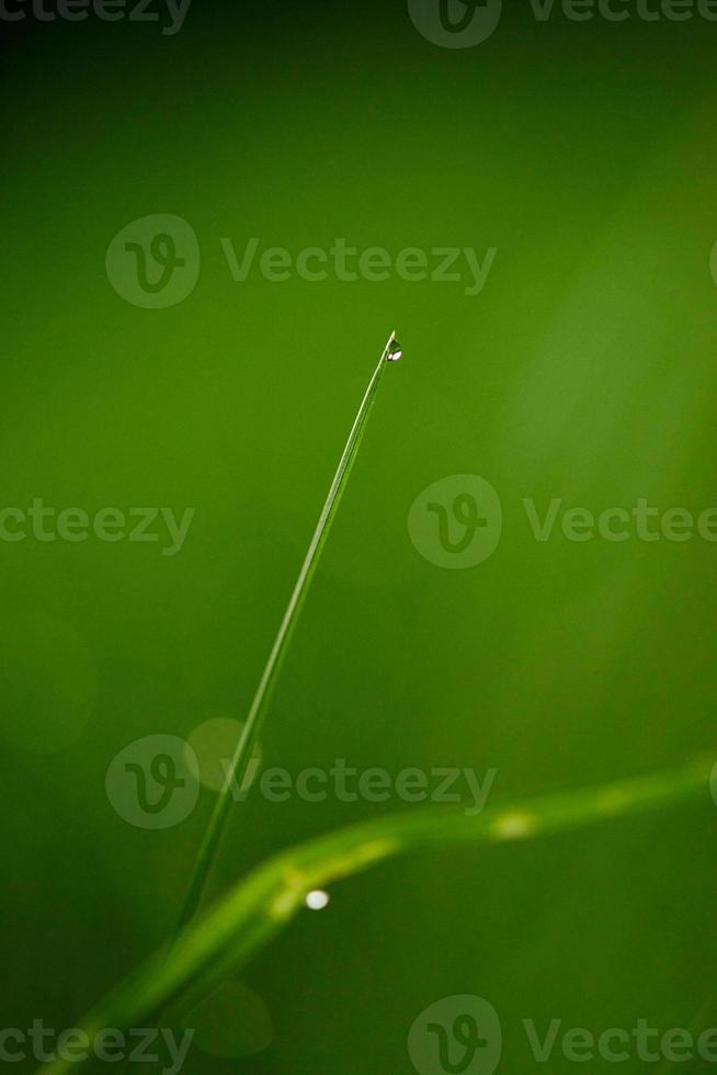 grass with dew drops photo