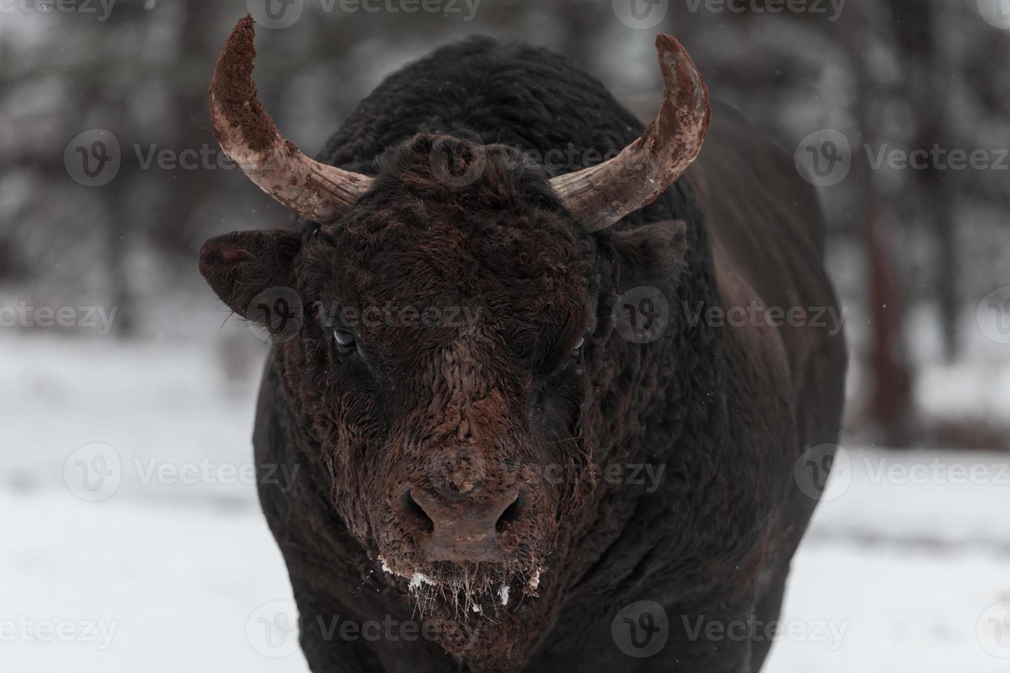 A big black bull in the snow training to fight in the arena. Bullfighting concept. Selective focus photo