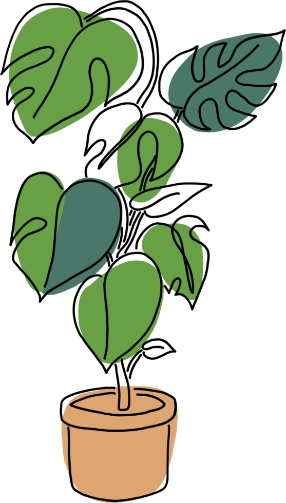 Simplicity monstera plant freehand drawing flat design. png